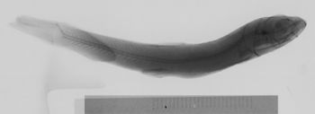 Media type: image;   Ichthyology 159259 Aspect: xray